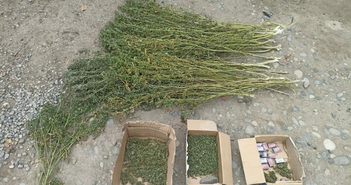 Bərdədə narkotik bağbanı tutuldu –