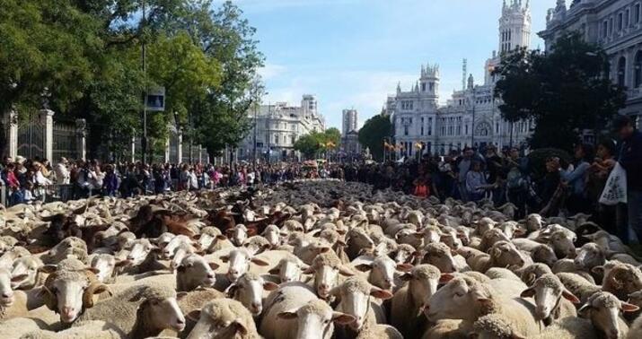 Qoyunlar Madrid küçələrində yürüş etdi