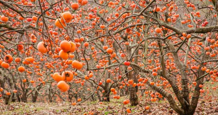 Yaddan çıxan problem: Tonlarla xurma bağlarda məhv olur -