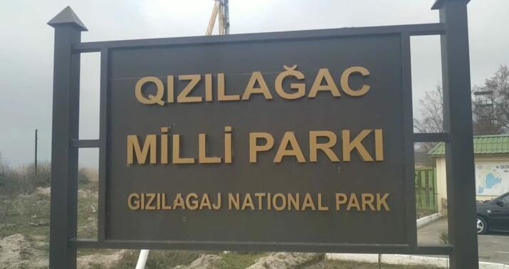 Qızılağac Milli Parkında ov edən şəxs saxlanıldı -