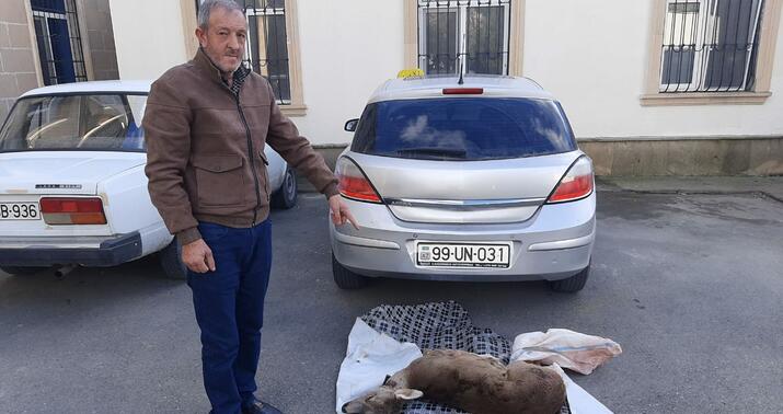 Ovladıqları cüyürü Qəbələyə satmağa gətirən şəxslər saxlanıldı