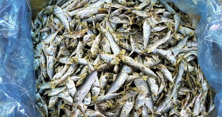 Bu balığı yeməyin -