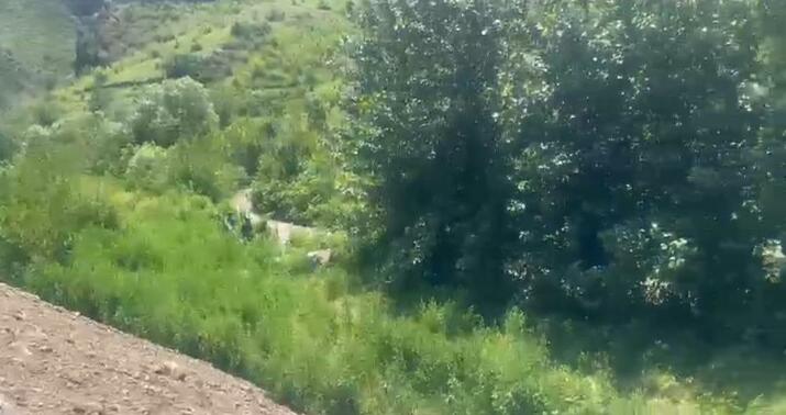 Qubadlıda çətənə kolları aşkarlandı