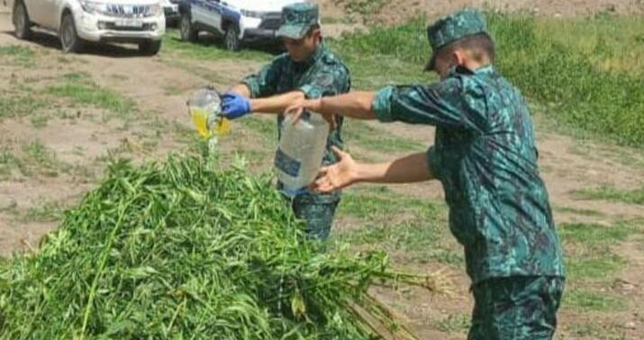 Laçında bir tondan artıq çətənə kolu məhv edildi