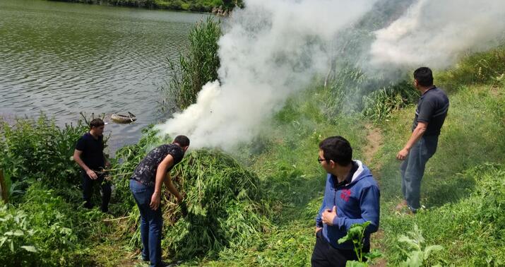 Qazaxda çətənə kolları məhv edildi –