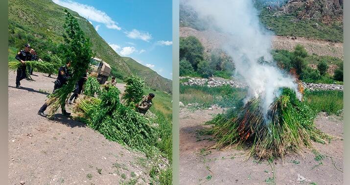 Laçında 2 tondan artıq çətənə bitkisi məhv edildi