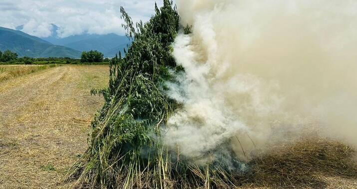 Laçında çətənə bitkisi məhv edildi