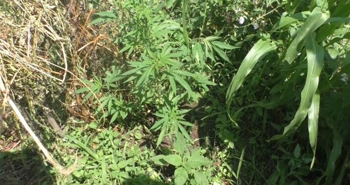 Narkotik bağbanları saxlanıldı