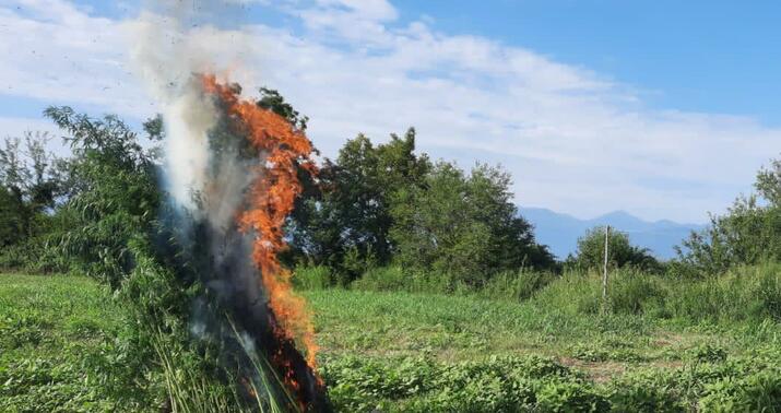 Balakəndə 4 tona yaxın narkotik məhv edildi