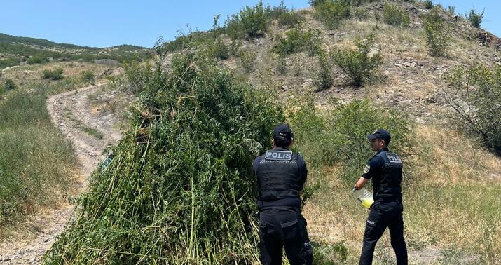 Zəngilanda 3 tondan çox çətənə bitkiləri məhv edildi -