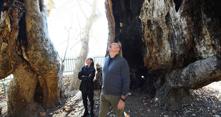 Prezident birinci xanımla “Çinar müqəddəs yer”də