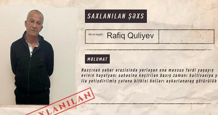 Naxçıvanda narkotik əkən şəxs saxlanıldı