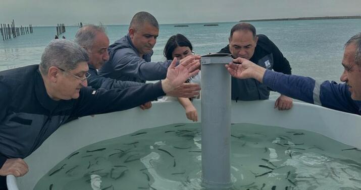 Xəzər dənizinə qızılbalıq körpələri buraxıldı