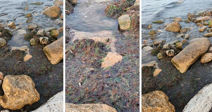 Nardaran çimərliyindəki görüntülərlə bağlı araşdırma aparıldı