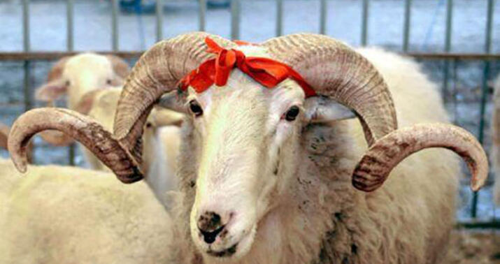 Qurbanlıq heyvanların satışı və kəsimi xidmətləri göstəriləcək ünvanların -
