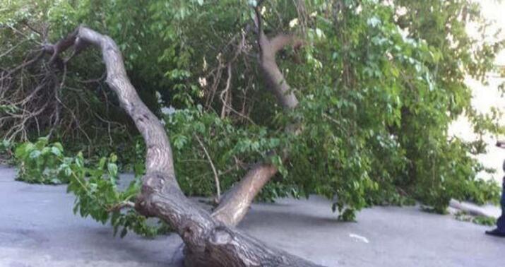 İran klinikasının yaxınlığında kəsilmiş ağacla bağlı -