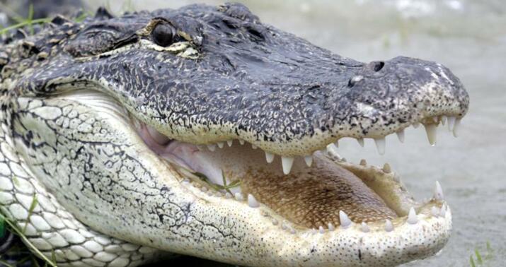 Qadın ərini timsahın ağzından xilas etdi