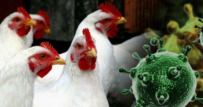 Dünyaya pandemiya xəbərdarlığı: Bu toyuqlar təhlükəlidir -