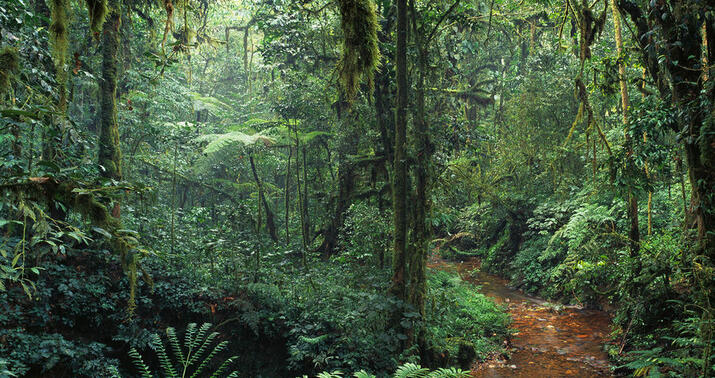 5 gün meşədə azmış uşaq sağ tapıldı