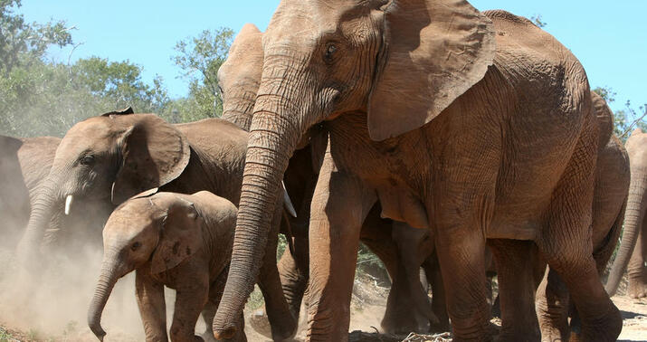 Fil şəkil çəkdirmək istəyən turisti öldürdü