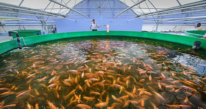 Balıqçılıq və Akvakultura Mərkəzi yaradılıb