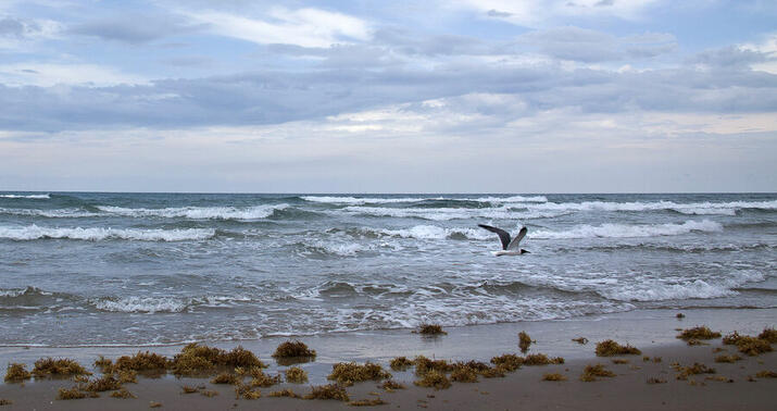 Rusiya Meksika körfəzinin adını dəyişməkdən imtina etdi