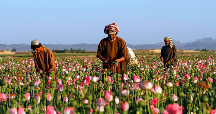 Taliban narkotik istehsalına tamamilə son qoyulduğunu elan etdi