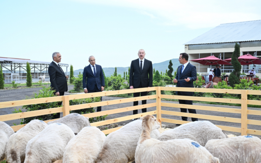 Prezident Xocalının Xanabad kəndindəki heyvandarlıq kompleksinin açılışında iştirak etdi -