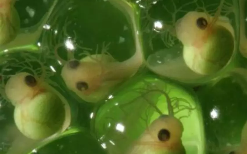 Rusiyalı alim qurbağa embrionlarının qaçaqmalçılığına görə ABŞ-də həbs edildi