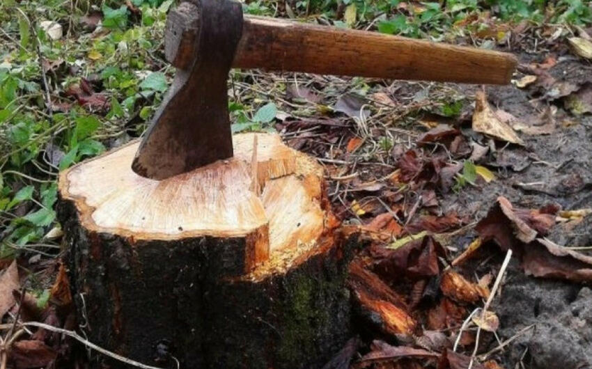 Təbiətə 117 min manatdan çox ziyan dəyib