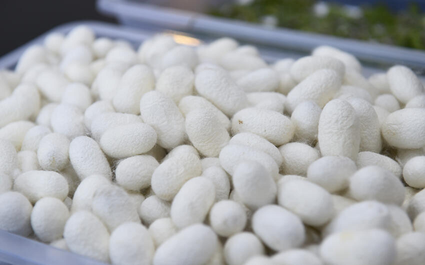 Qax Damazlıq İpəkçilik Stansiyasına  500 min manat vəsait ayrılıb