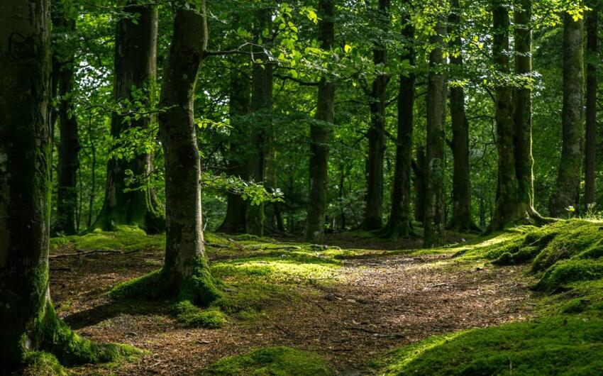 Meşə fondunda tikinti işlərinin aparılması qaydaları dəyişdirilir