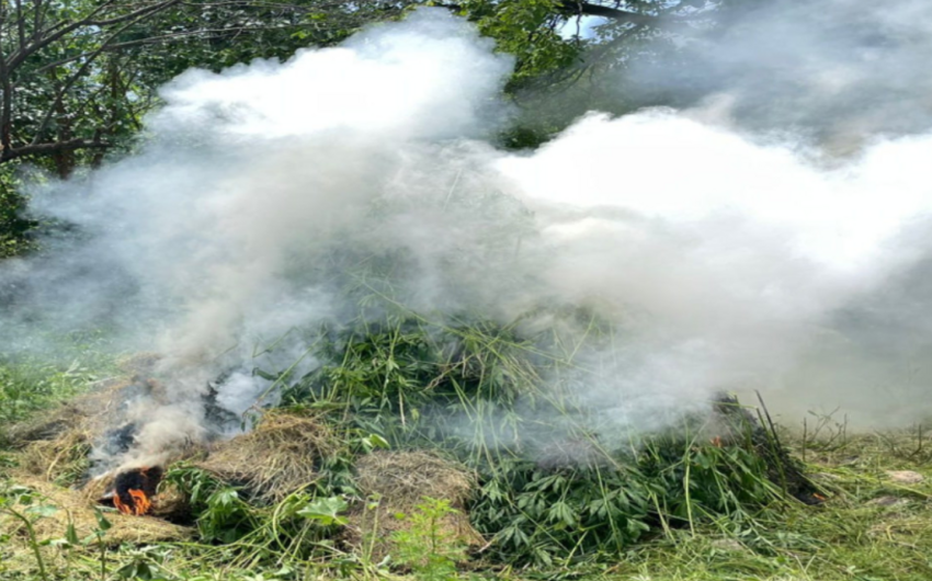 Üç mindən çox çətənə kolu məhv edildi