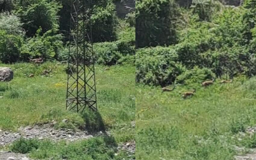 Laçında ceyran dəstəsi görünüb -