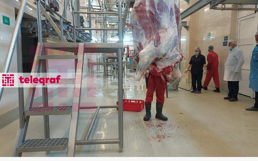 Qurbanlıq heyvan kəsimdən əvvəl mütləq müayinədən keçirilməlidir