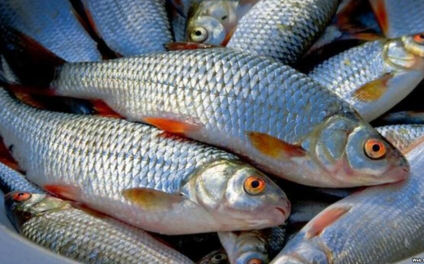 Məmmədlidə göldə balıqların kütləvi ölümü ilə bağlı araşdırma aparılır