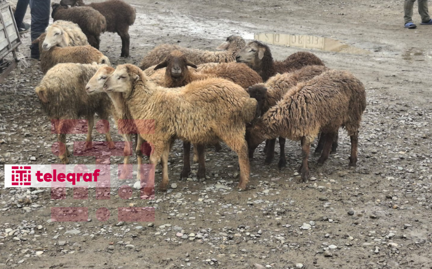 Qurban bayramı ilə bağlı fətva verildi
