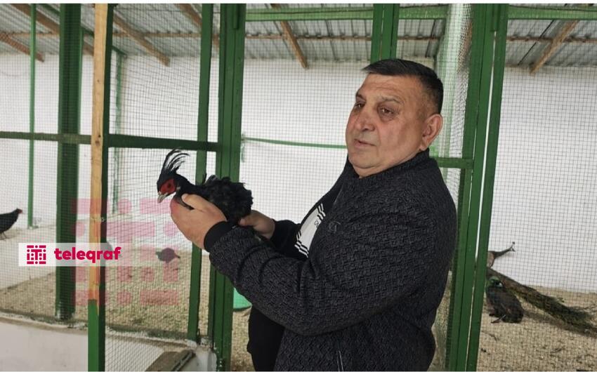 Biləsuvarda ev şəraitində qurulan miniatür zooparkdan -