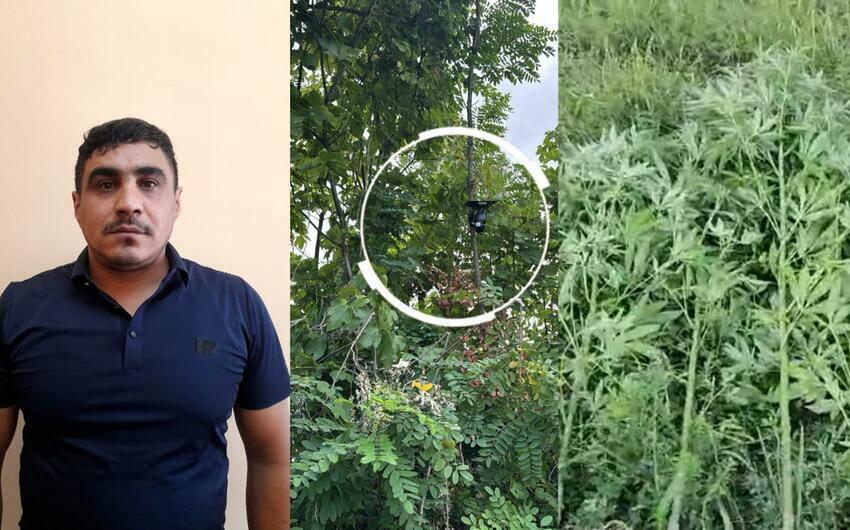 Göyçayda bağını narkotik plantasiyasına çevirən şəxs tutuldu