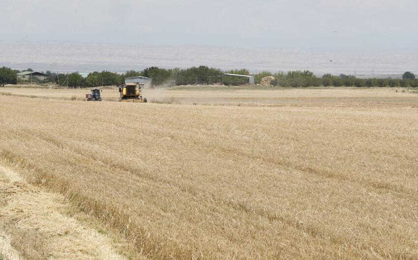 Nazirlik: taxıl sahələrinin 58,6 faizində biçin başa çatıb