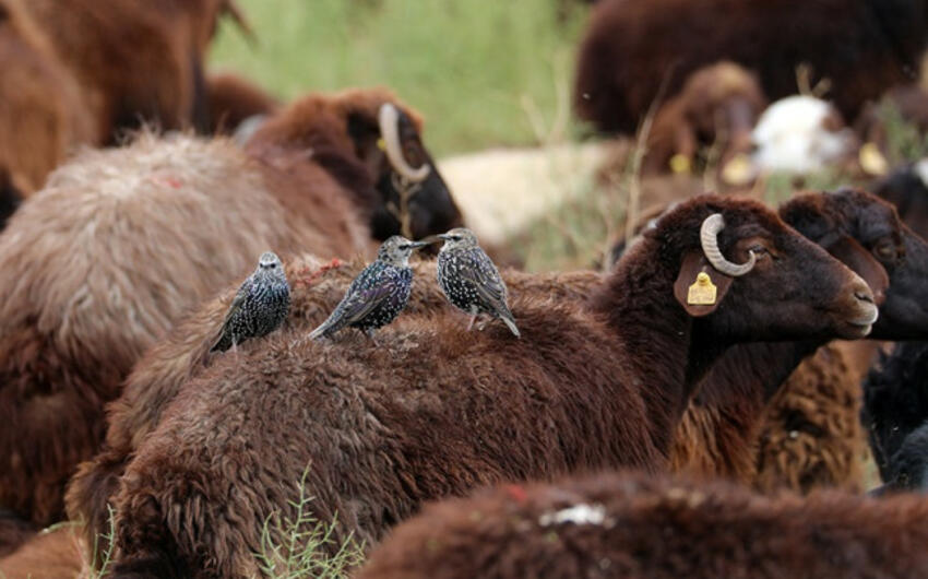 Bu ölkələrdən Azərbaycana diri atların idxalına məhdudiyyət qoyuldu