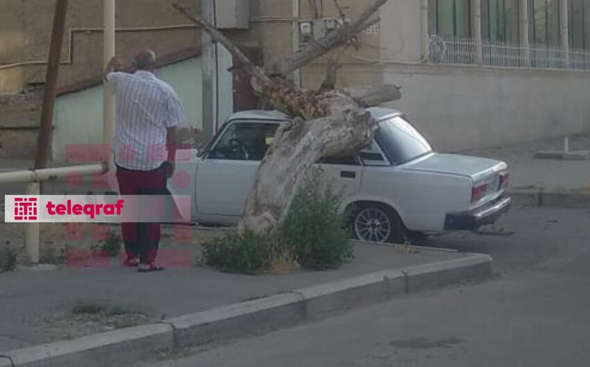 Gəncədə 300-ə yaxın aşma təhlükəsi olan ağac var: iki qurum üz-üzə