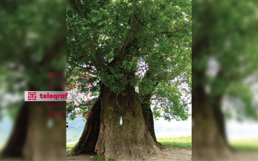 Yardımlıda 1200-dən çox yaşı olan çinarı görməyə turistlər gəlir -