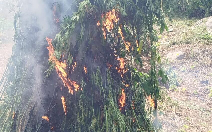 Daşkəsəndə 600 kilodan artıq çətənə bitkisi məhv edildi