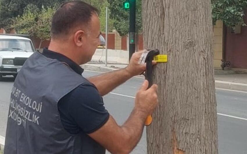 Amin Məmmədov: Gəncədəki ağacların bir qismi köçürülə bilər