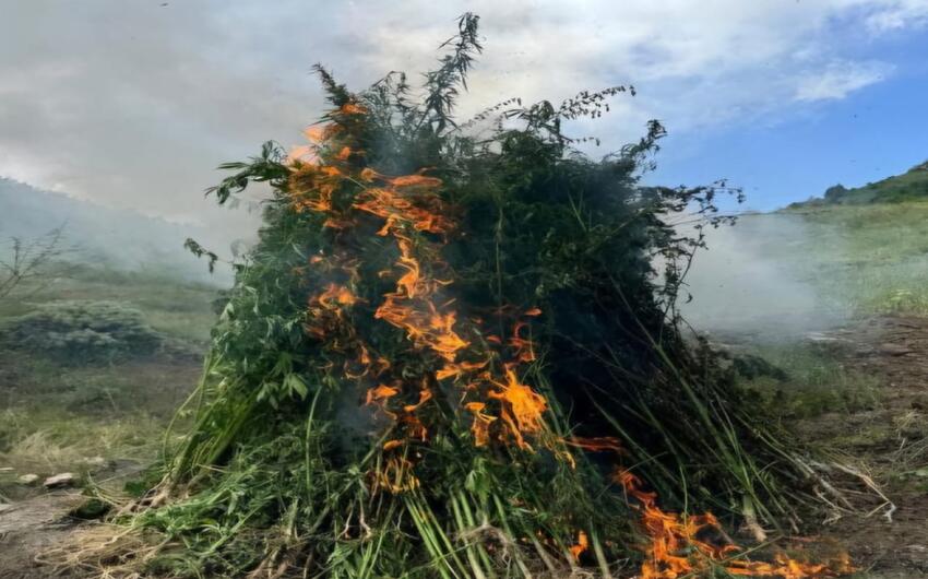 Ağdamda 2 ton çətənə bitkisi məhv edildi