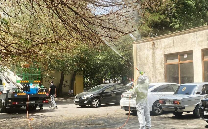 Bakıda Ağ Amerika kəpənəkləri peyda olub -