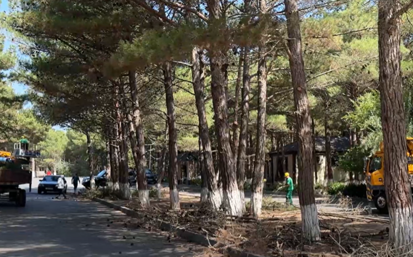 Sumqayıtda ağacların kəsilməsinə aydınlıq gətirildi