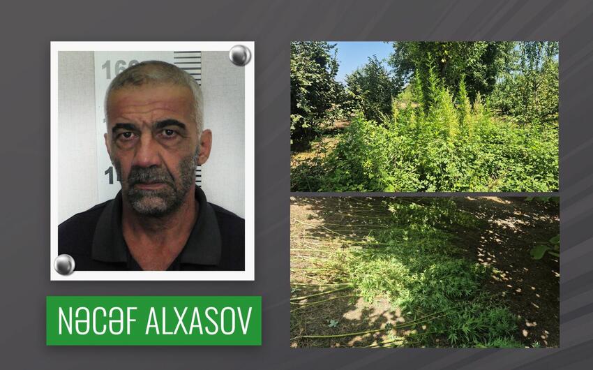 Qəbələdə 50 yaşlı kişi fındıq bağında çətənə kolu yetişdirdi