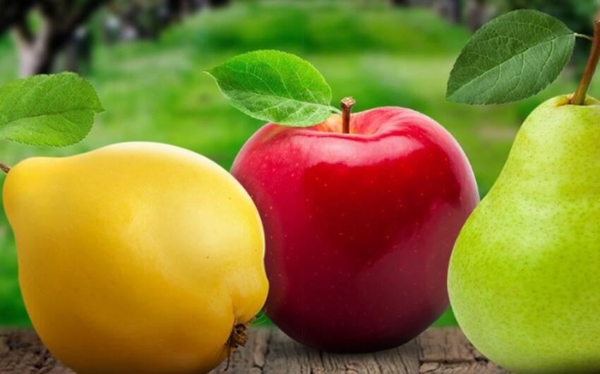 Azərbaycandan alma, armud və heyva ixracı 53,6% artıb